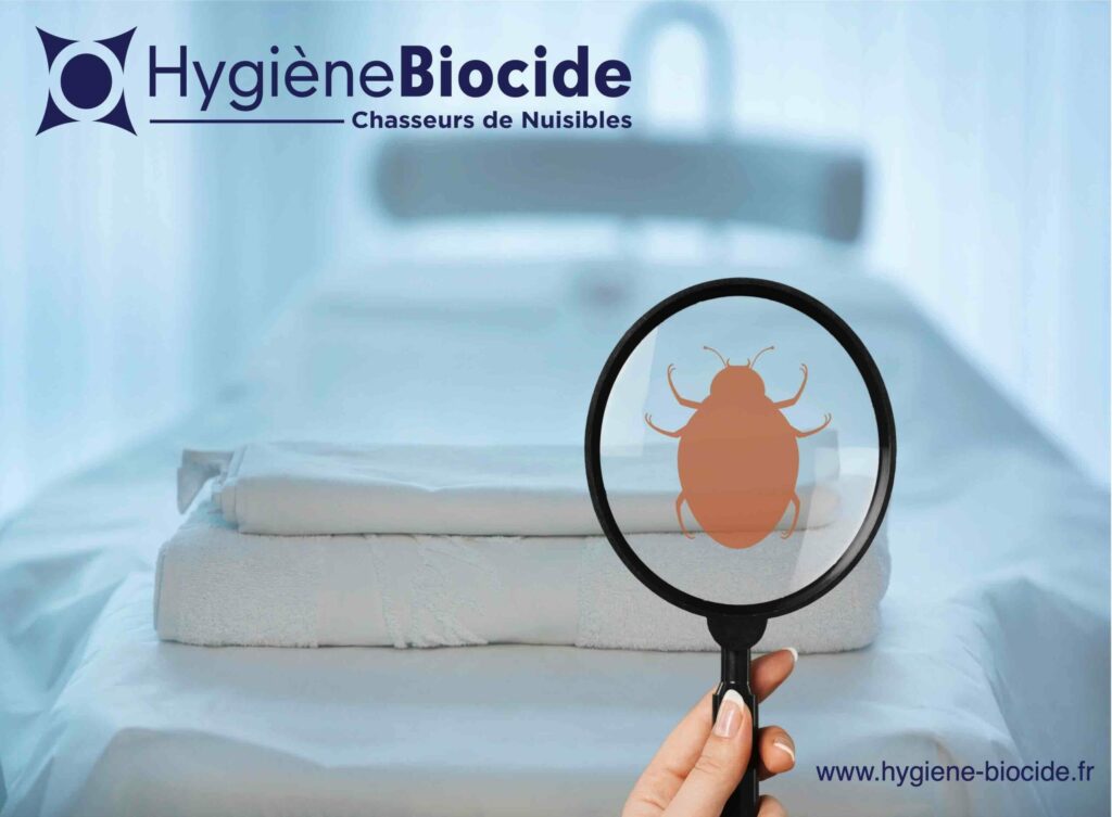 Comment éviter d'avoir des punaises de lit ? Nos méthodes de prévention 1 recherche punaise de lit