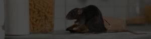 Quels sont les dangers liés à une invasion de rats dans sa maison ?