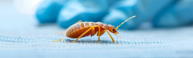 quels problemes les nuisibles peuvent ils causer dans un etablissement de sante