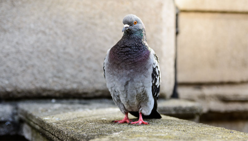 depigeonnisation pourquoi faire appel a nous