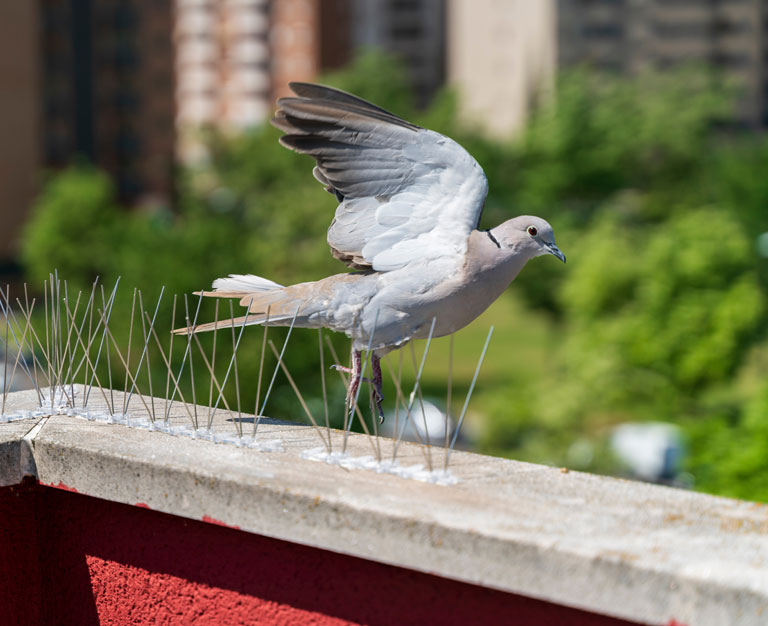 ou intervient hygiene biocide pour la depigeonnisation