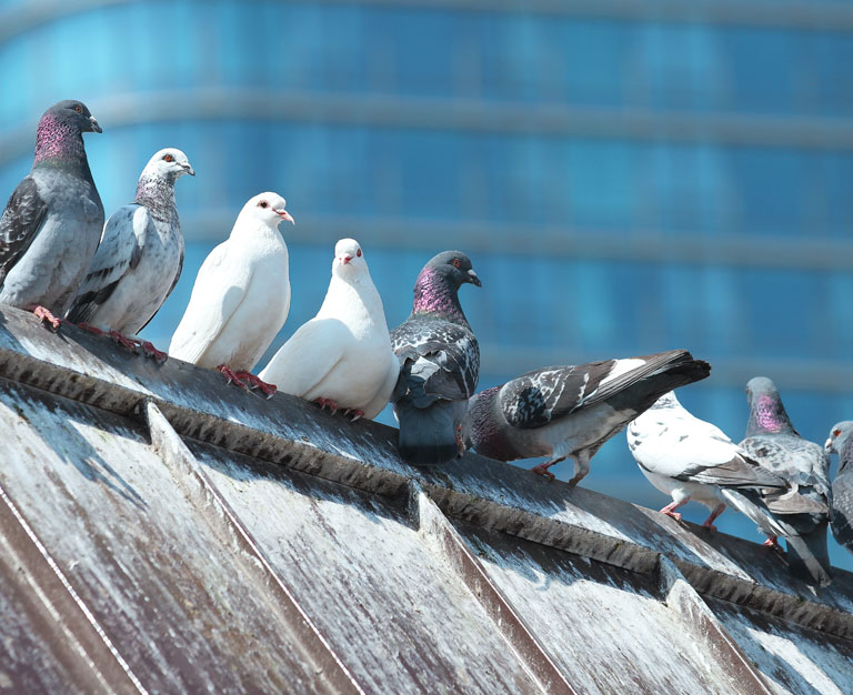 pourquoi les pigeons sont ils consideres comme des nuisibles